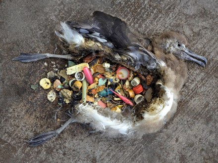 Corpse of an albatross chick, showing plastic stomach contents
